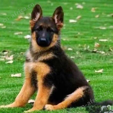 农家养殖德国牧羊犬 纯种德牧幼犬 体型匀称 采食性广 耐粗饲
