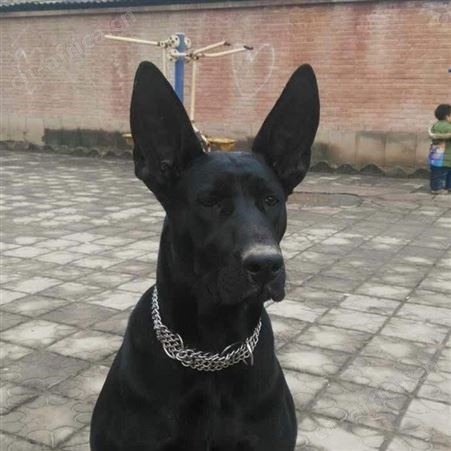 散养种黑狼犬三个月幼犬 行动敏捷 尾巴细长笔直 明茂