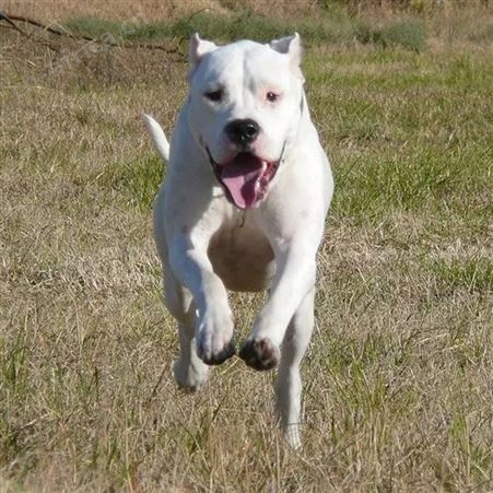 自然散养中亚牧羊犬幼崽 活体出售 适应能力强