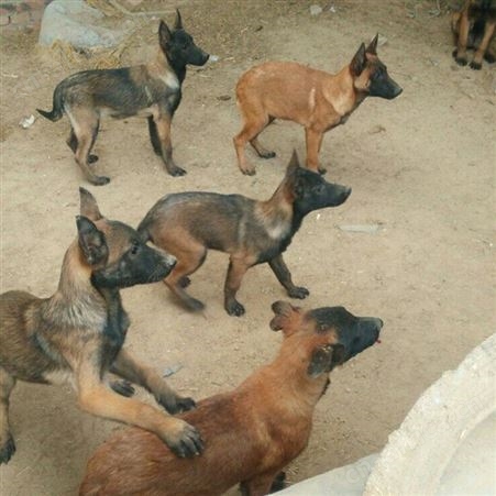 散养育肥马犬幼崽 生长快 采食性广 耐粗饲 明茂养殖