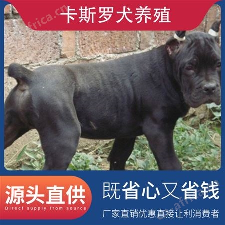 卡斯罗犬养殖 公母均有 品种卡斯罗犬 胸围48 体长60cm