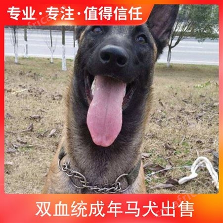 双血统成年马犬出售 规格青年犬 特征疫苗健全 品种马犬