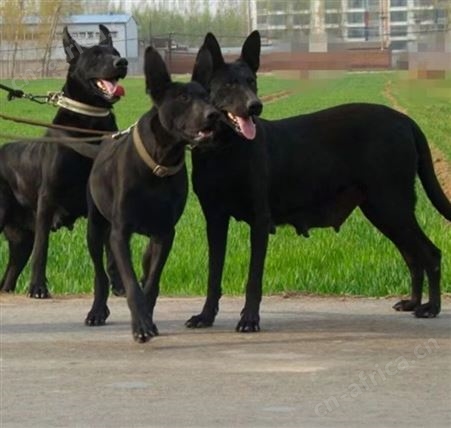 黑狼犬纯种幼犬活体墨界黑狼三个月出售 明茂
