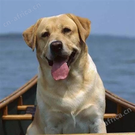 农家养殖育肥拉布拉多犬 看家护院 聪明伶俐 适应性强