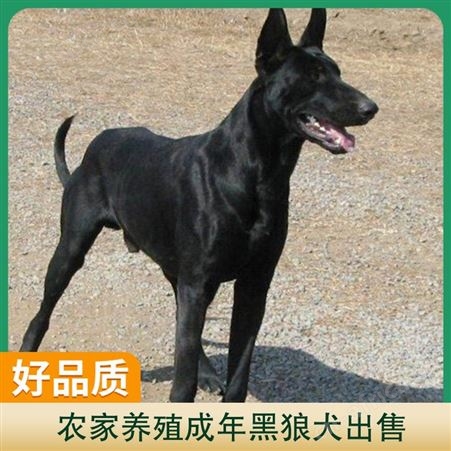 农家养殖成年黑狼犬出售 年龄幼年 体长105cm 免疫驱虫已做完