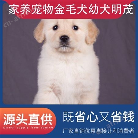 家养宠物金毛犬幼犬明茂 公母均有 品种金毛犬 体型大型