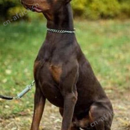 出售中型杜宾犬 看家护院犬 肌肉发达 行动敏捷 适应性强