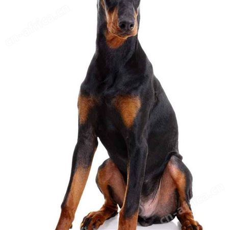 长期养殖 成年杜宾犬 双血统德系犬 杜宾幼犬 品种优良 明茂