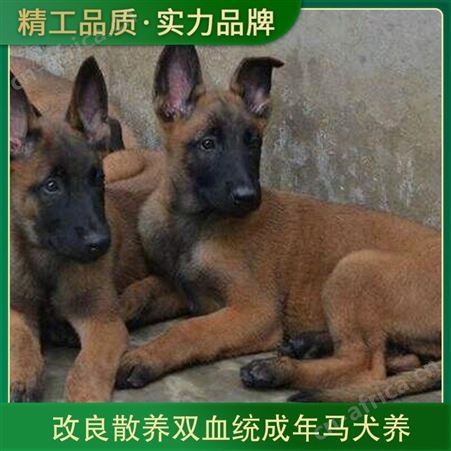 改良散养双血统成年马犬养 品种马犬 体型中型 体重10-40kg