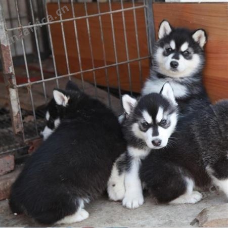 成年阿拉斯加犬 育肥养殖 体长100cm 抗病力强 货源充足