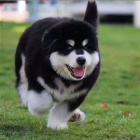 成年阿拉斯加犬 育肥养殖 体长100cm 抗病力强 货源充足