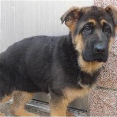 长期供应大型成年改良德国黑背牧羊犬 适应能力强