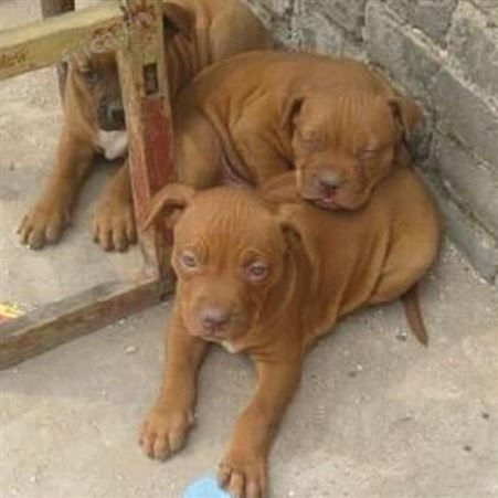 农家养殖育肥拉布拉多犬 看家护院 聪明伶俐 适应性强