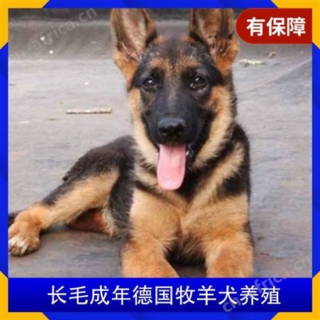 长毛成年德国牧羊犬养殖 体长65cm 品种德国牧羊犬