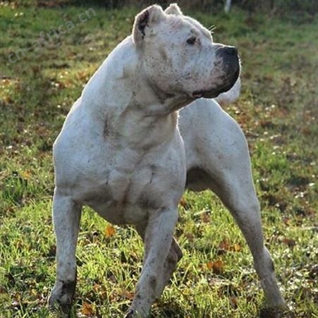 双血统阿根廷杜高犬 家养宠物伴侣犬 抗病能力强 体格健壮