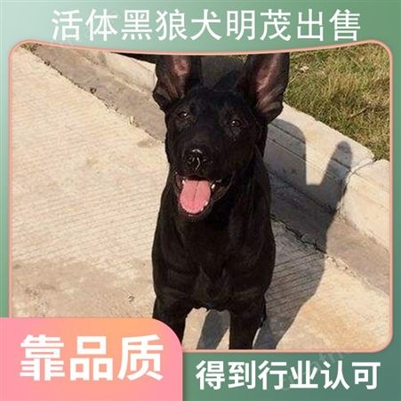 活体黑狼犬明茂出售 年龄幼年 毛色黑色 体重53kg