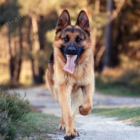 农家养殖德国牧羊犬 纯种德牧幼犬 体型匀称 采食性广 耐粗饲