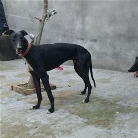 农家养殖青年格力犬 采食性广 耐粗饲 提供技术指导