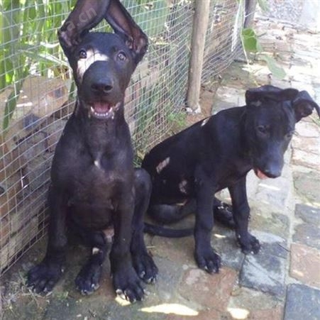 自然散养成年黑狼犬 巨型宠物犬 科学饲养 提供技术指导