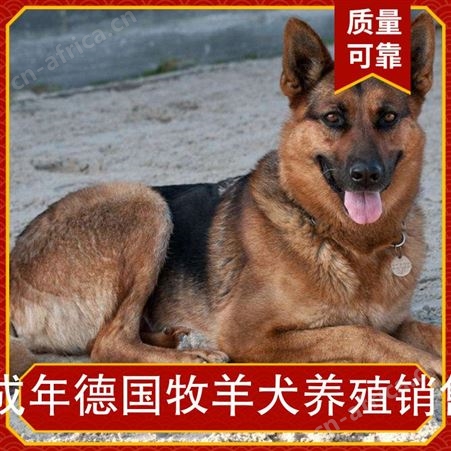 成年德国牧羊犬养殖销售 公母皆有 品种德国牧羊犬