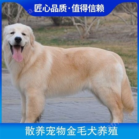 散养宠物金毛犬养殖 毛色金黄色、枫叶红 免疫驱虫已做