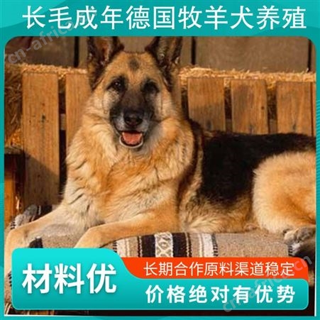长毛成年德国牧羊犬养殖 毛长4－6cm 发货方式公路运输
