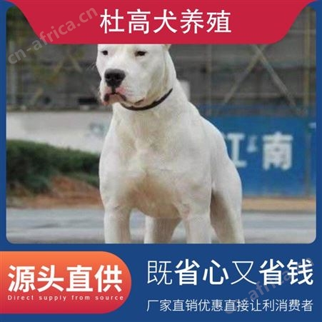 杜高犬养殖场 品种犬 性别公母 年龄2-5个月