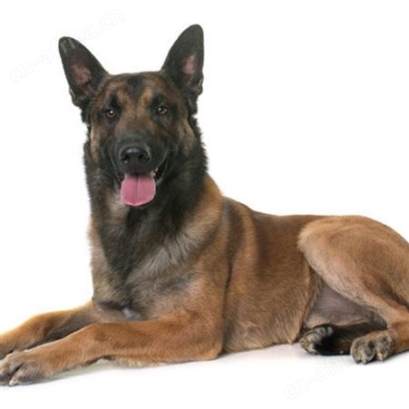 纯种马犬幼犬 长期养殖 双血统成年犬 已做免疫驱虫