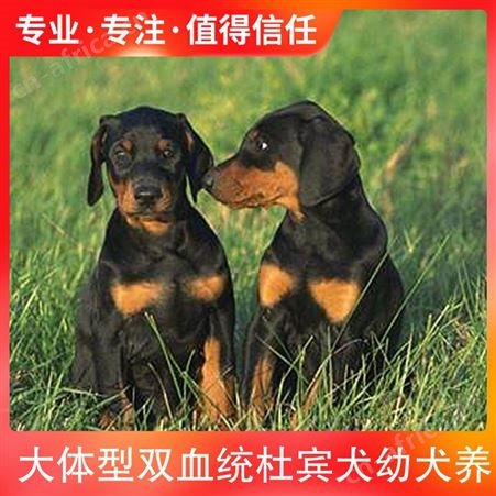 大体型双血统杜宾犬幼犬养 品种杜宾犬 公母均有