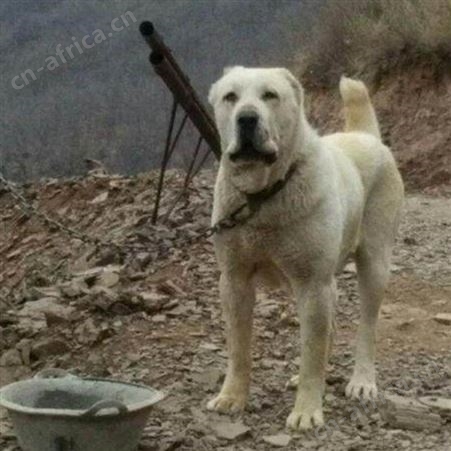 长期供应中亚牧羊犬幼崽 双血统 看家护院 适应能力强