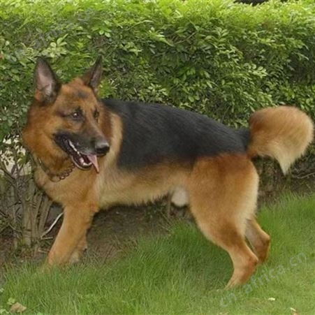 农家养殖德国牧羊犬 纯种德牧幼犬 体型匀称 采食性广 耐粗饲