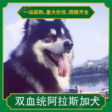 双血统阿拉斯加犬 犬种雪橇犬 动物种类犬类 怀胎期58-65天
