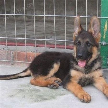 成年黑背德国牧羊犬 大体型护卫工作犬 四肢有力 行动敏捷