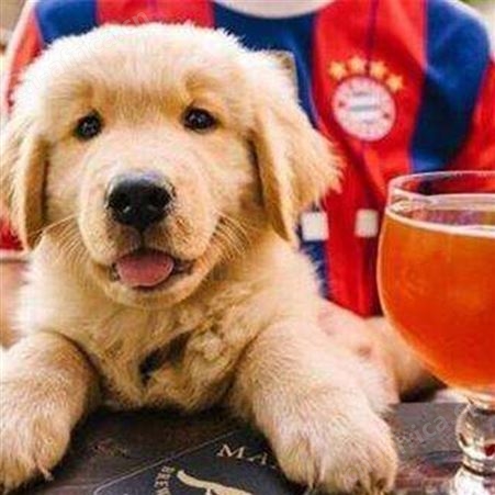 成年金毛犬 导盲犬出售 体格良好 聪明温顺 明茂
