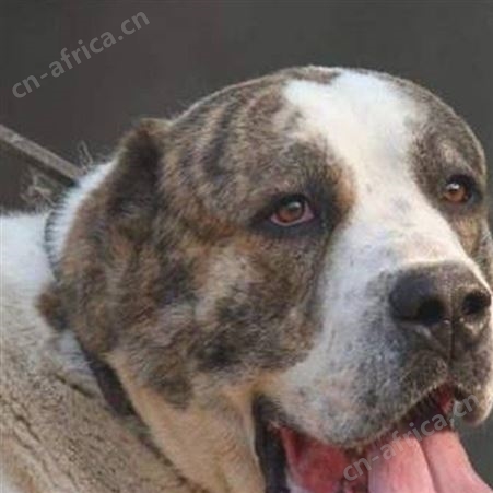 自然散养中亚牧羊犬幼崽 活体出售 适应能力强