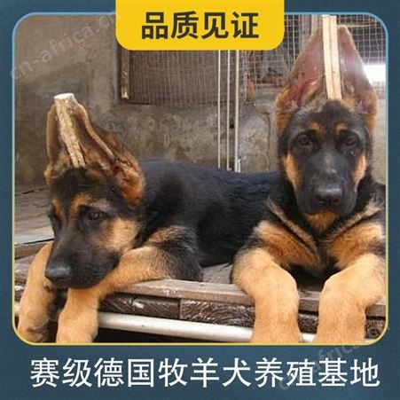 赛级德国牧羊犬养殖基地 品种德国牧羊犬 性别公母