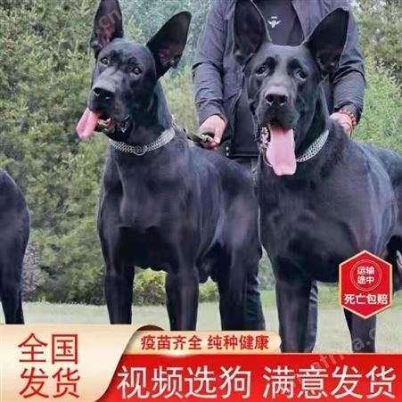 黑狼犬纯种幼犬活体墨界黑狼三个月出售 明茂