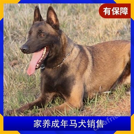 家养成年马犬销售 品种马犬 性别男女 免疫驱虫已做