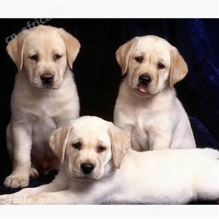 出售纯种拉布拉多犬 小型长毛巡回犬 温顺听话 饲养简单