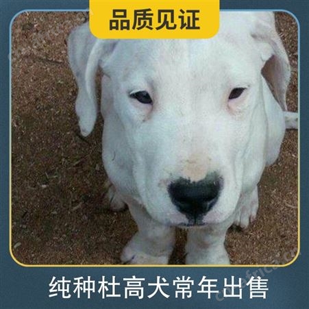 纯种杜高犬常年出售 公母均有 体长80cm 毛色白色