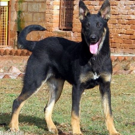 纯种马犬 活体立耳宠物幼犬 双血统 饲养简单 体格健壮