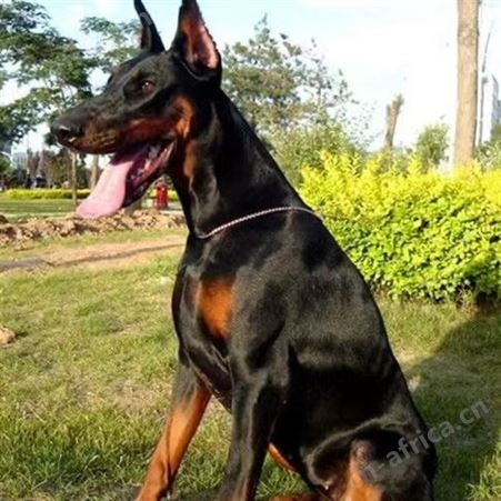 家养纯种美系德系杜宾幼犬 护卫犬 迷你幼崽 宠物狗狗活物