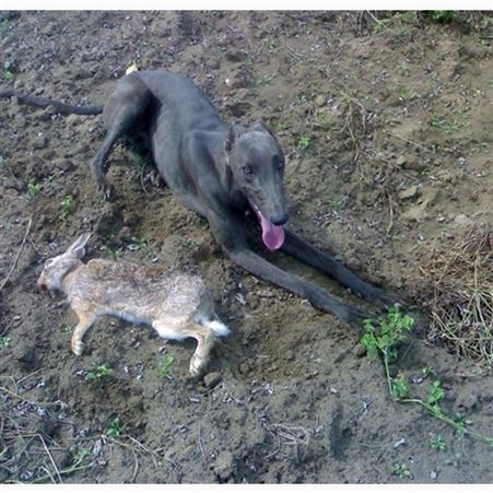 格力犬 养殖基地 活体家养猎兔犬 已做防疫驱虫 温顺听话