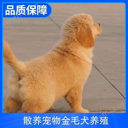 散养宠物金毛犬养殖 毛色金黄色、枫叶红 免疫驱虫已做