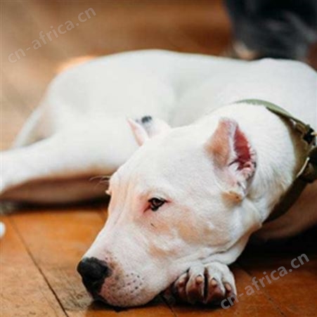 活体杜高幼犬 宠物杜高犬 已做免疫驱虫 性情温顺 行动敏捷