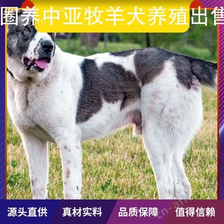 圈养中亚牧羊犬养殖出售 规格幼崽 成活率百分之85