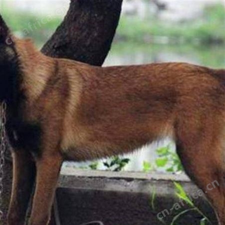 散养育肥马犬幼崽 生长快 采食性广 耐粗饲 明茂养殖