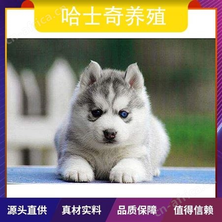 哈士奇养殖注意事项 公母均有 品种哈士奇犬 胸围34cm