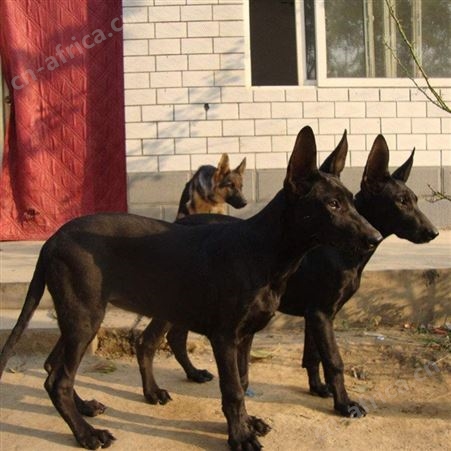 自然散养成年黑狼犬 巨型宠物犬 科学饲养 提供技术指导