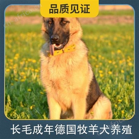 长毛成年德国牧羊犬养殖 毛长4－6cm 发货方式公路运输